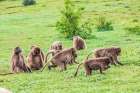 Ethiopia. North Gondar. Simien Mountains National Park. A troop of Gelada baboons. Art Print